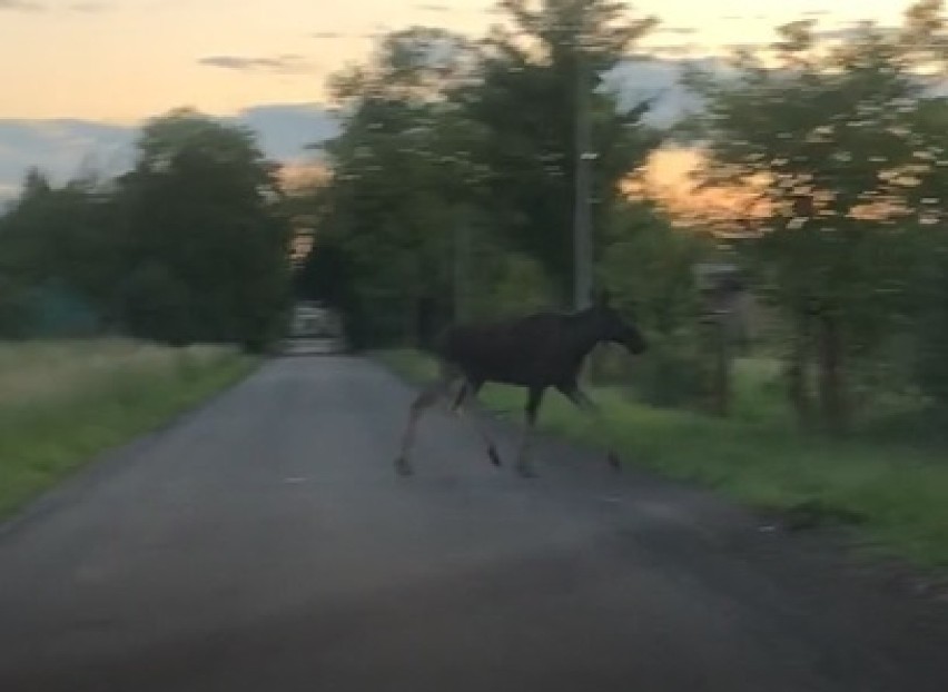 Co się stało z łosiem, który zrobił sobie rajd po Tarnowie?