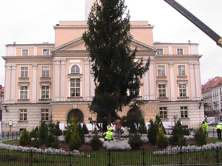 Świąteczna choinka stanęła na Głównym Rynku w Kaliszu