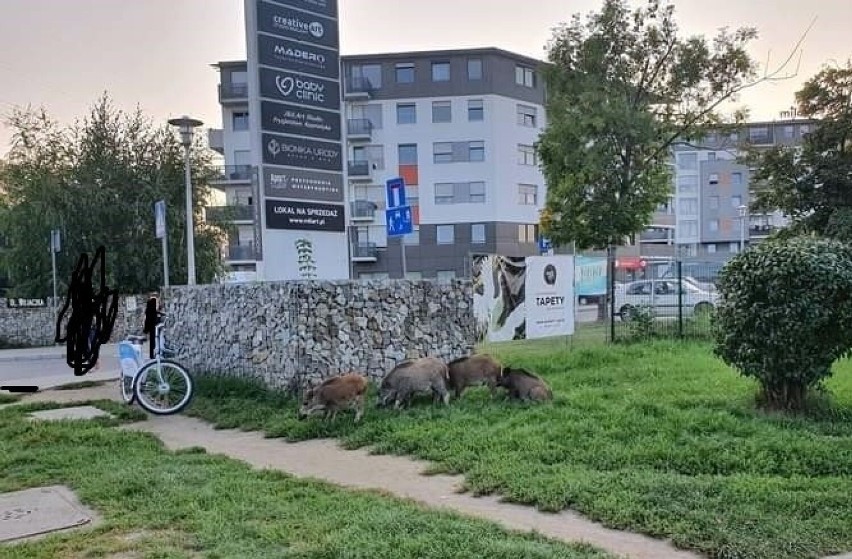 Dziki na Sołtysowicach pojawiają się w ciągu dnia i w nocy....