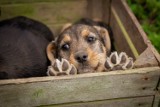 Dzień Psa w schronisku dla zwierząt w Radomsku. Adoptuj zwierzaka za złotówkę!