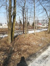 Wycinka drzew na Niedźwiedzińcu w Chorzowie. Karczują pas zieleni dzielący osiedle od torów kolejowych ZDJĘCIA