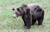 Niedźwiedź grasuje w okolicach Przemyśla