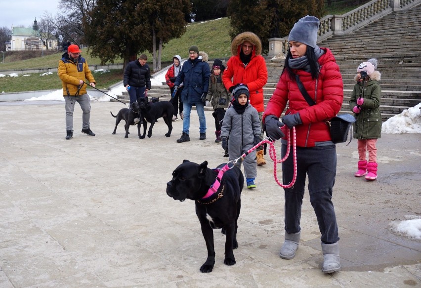 "Psy tej rasy chronią rodzinę i przynoszą wiele radości". Spacer po Lublinie z Cane Corso Italiano. ZOBACZ ZDJĘCIA