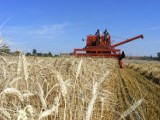 Żniwa w powiecie pilskim opóźnione przez deszcz