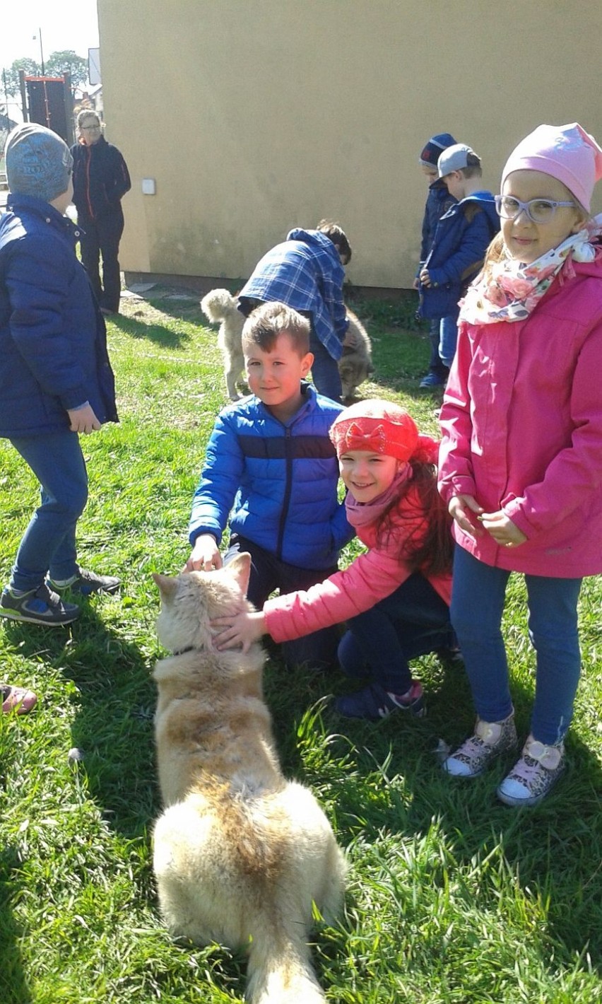 Spotkanie z psami rasy husky w Szkole Podstawowej nr 11 w...