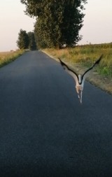 Młode bociany uczą się latać. Jeden z nich uczył się przed naszą kamerą [FILM]