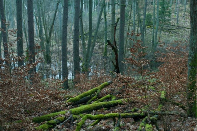 Rezerwat Kuźnik przed zmierzchem