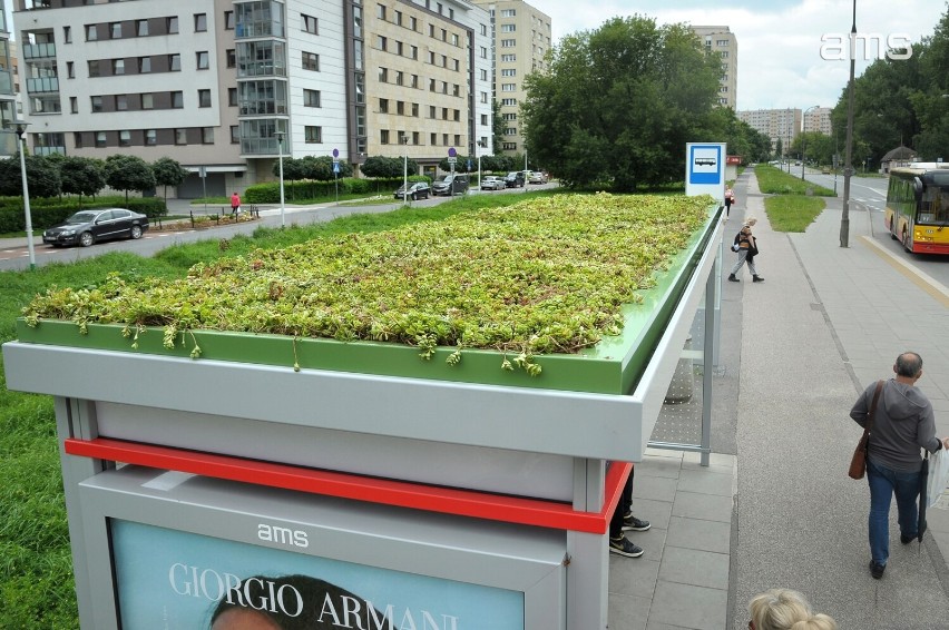 Więcej zielonych przystanków w Warszawie. Zamiast zwykłego zadaszenia pasażerowie będą mieć nad głowami rośliny 