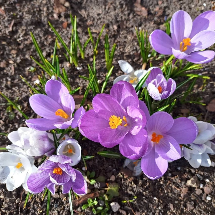 Wiosna już zagościła w ogródkach naszych czytelników [ZDJĘCIA]