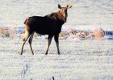 Łosie nie wiedziały, że są podpatrywane. Zobacz co robiły Zdjęcia