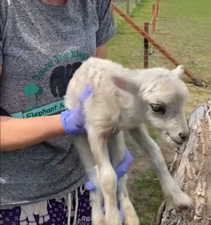 Owieczka Dzwoneczek i mały bawół, przyszły na świat w ZOO w Borysewie [ZDJĘCIA, FILMY]