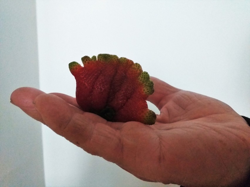 Niesamowita truskawka pana Jana! Natura potrafi zaskoczyć (zdjęcia)                