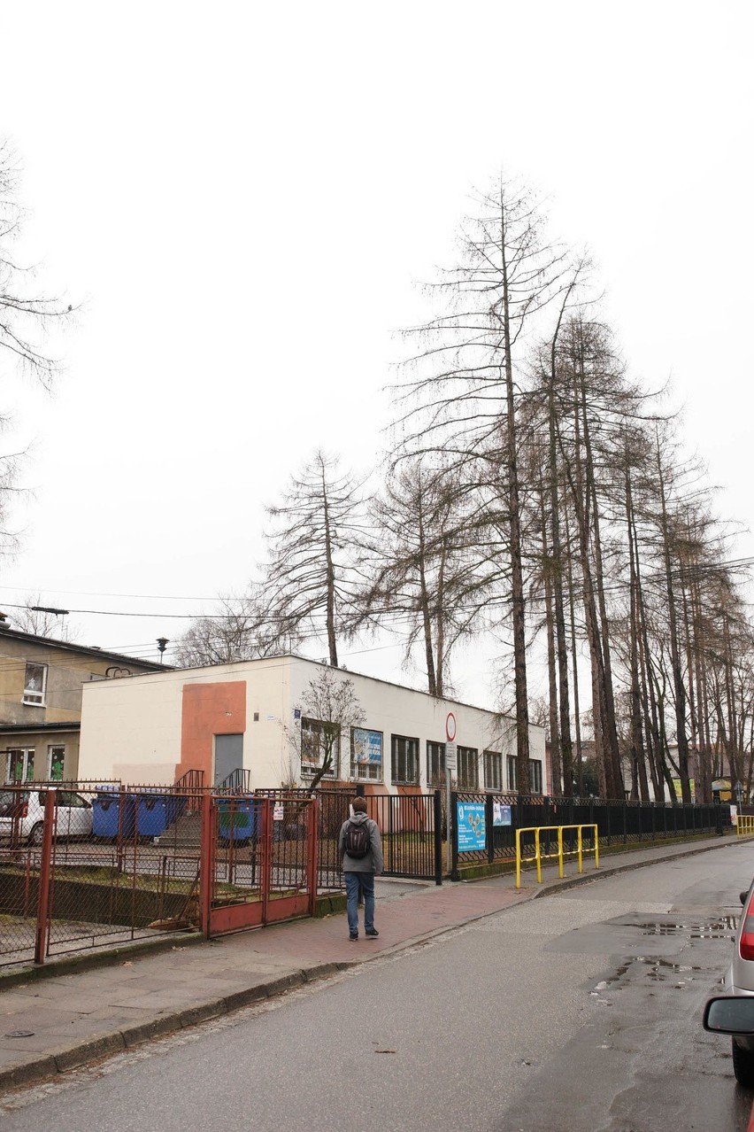 Kraków. Mieszkańcy Bronowic są oburzeni: znikają drzewa, powstaną domy