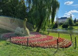Tysiące kwiatów ozdobiły Kielce. W parku powstał kwietny paw i łabędź. Zobacz zdjęcia 