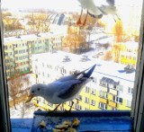Ptaki z okna