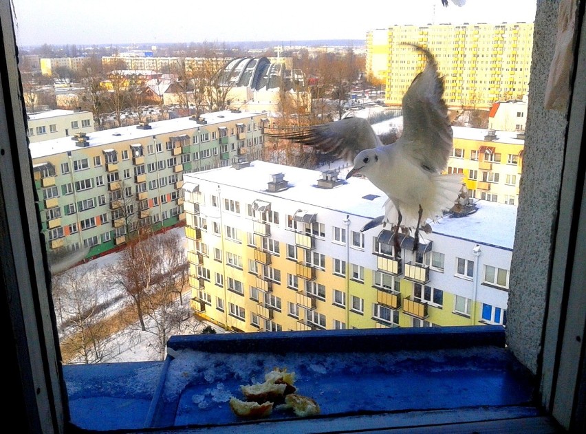 Ptaki z okna