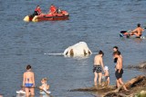 Klimkówka. Woda porwała z łąk bele siana. Wpadły do jeziora, najwięcej osiadło na cofce w Uściu Gorlickim [ZDJĘCIA]