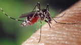 Plaga komarów w Głogowie. Co prawda miasto kończy drugi etap oprysków, ale nie za wiele to pomaga