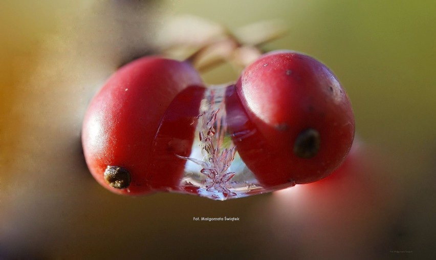 Makrofotografie na wystawie w Klubie Pod Kolumnami (ZOBACZ)