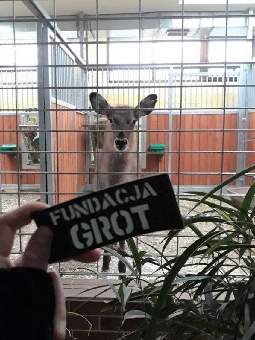 Fundacja Grot postanowiła zadbać o Śląski Ogród Zoologiczny...