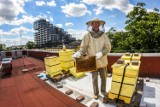 Pszczoły z dachu bydgoskiej uczelni zobaczysz w internecie [zdjęcia]