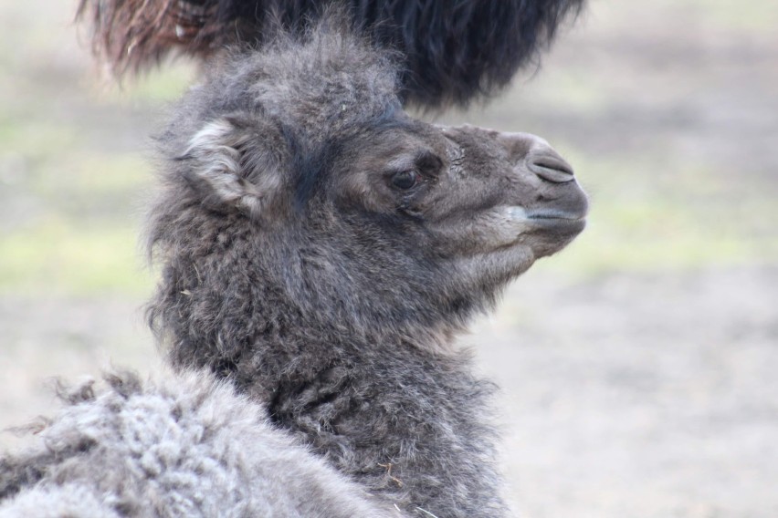 Nowy mieszkaniec warszawskiego ZOO. Na świat przyszła samiczka wielbłąda dwugarbnego