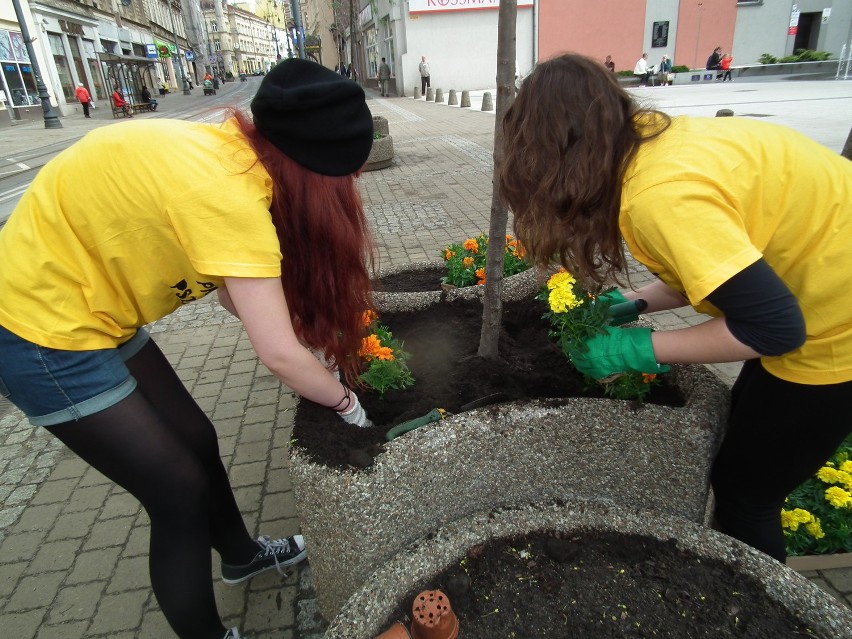 Projekt Pszczoła. Akcja Green Peace'u w Bydgoszczy