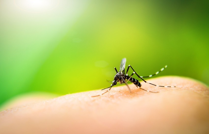 Denga to infekcja wirusowa przenoszona przez komary. To...