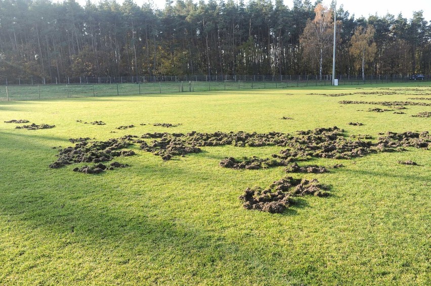 Dziki zniszczyły boisko w Zaborowie