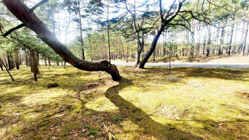 Wyjątkowe, krzywe drzewa pod Krosnem Odrzańskim.
