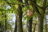 Domki dla owadów zawisły na drzewach na Partynicach we Wrocławiu [ZDJĘCIA]
