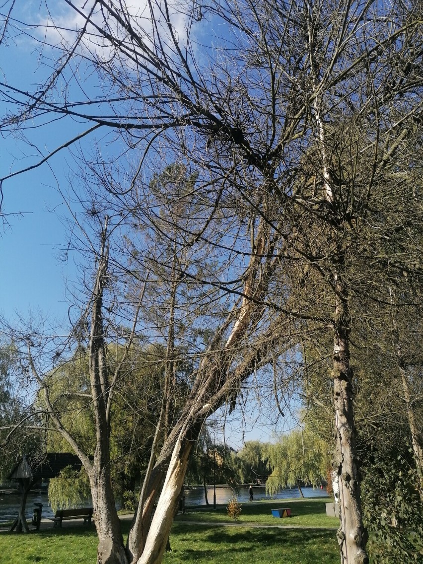 Truciciele drzew w Augustowie. Kto niszczy rośliny nad rzeką Nettą? 