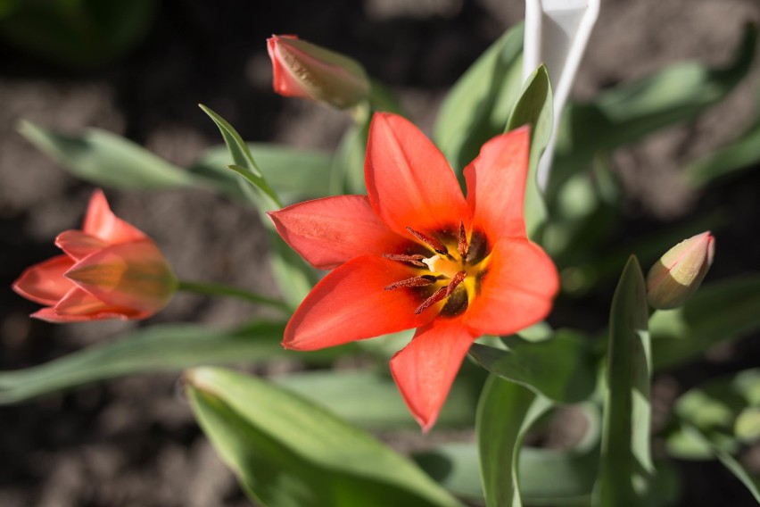 Kraków. Ogród Botaniczny UJ otwiera się na wiosnę. Mnóstwo kolorów, wyremontowane ścieżki, fontanna, nowe ławki