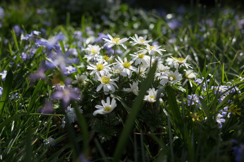 Kraków. Ogród Botaniczny UJ otwiera się na wiosnę. Mnóstwo kolorów, wyremontowane ścieżki, fontanna, nowe ławki