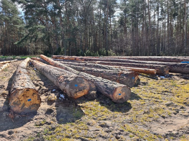 Służba terenowa Lasów Państwowych doradza właścicielom lasów usytuowanych na terenie Nadleśnictwa Poddębice