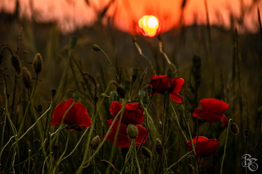 Pleszew. Ogromne pola maków w okolicach Pleszewa. Przyciągają tłumy gapiów i... fotografów! Zobacz zdjęcia