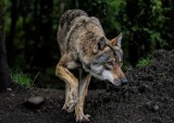 Rolnicy z Lichnów nie otrzymają odszkodowania za zabite kozy. To nie wilki tam grasowały