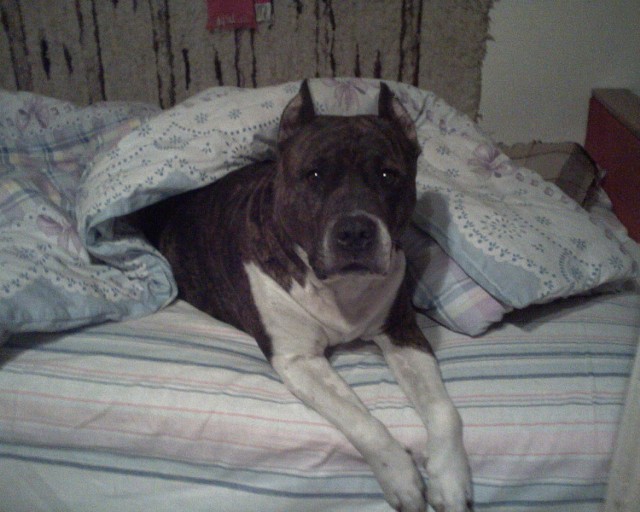 Rafa w moim łóżku, najszczęśliwsza gdy mnie tam nie było:)
