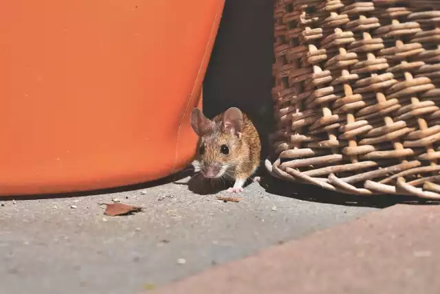 Jesienią myszy szukają schronienia na zimę. Wtedy często wchodzą do domów, piwnic czy budynków gospodarczych.