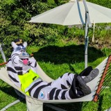 Zebra Basia uczy jak poprawnie nosić odblaski. Akcja Straży Miejskiej na ulicach Chorzowa