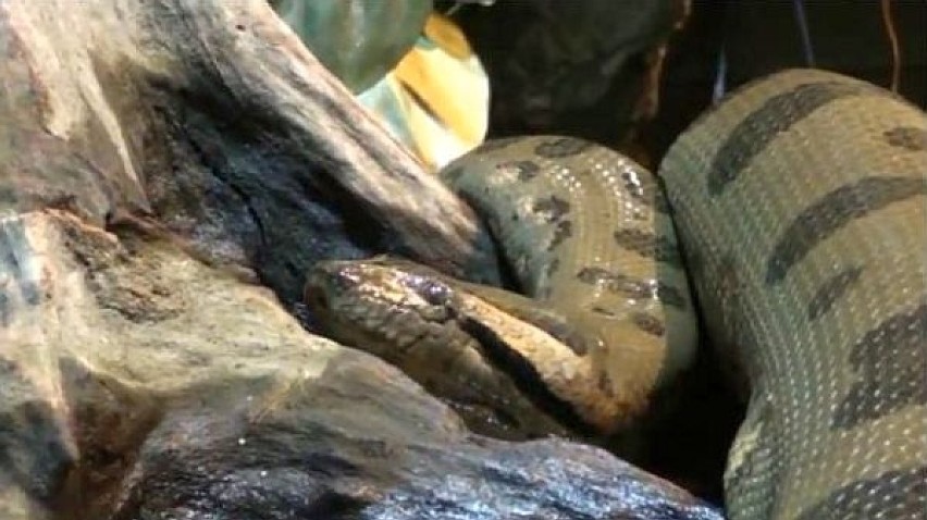 Anakonda w varzei wrocławskiego zoo
