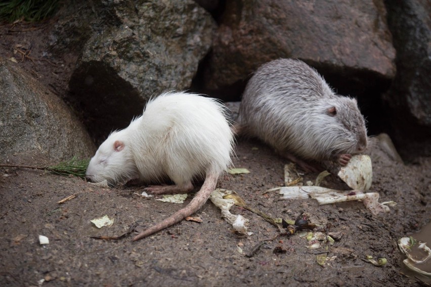 Z wizytą w ZOO w Dolinie Charlotty. Urodziły się cztery...