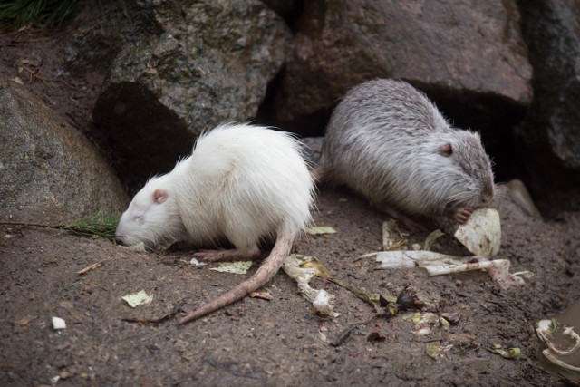 Z wizytą w ZOO w Dolinie Charlotty. Urodziły się cztery młode kapibary