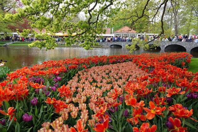 Holandia słynie z tulipanów. Naręcza kwiatów dostępne są dosłownie wszędzie: przy parkingach samochodowych, przejściach dla pieszych, przy ścieżkach rowerowych, na polach, przy każdym niemal pasażu handlowym. Stoją w wiadrach popakowane w foliowe lub papierowe torebki