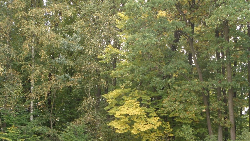 Kolorowa jesień w podmyszkowskich lasach ZDJĘCIA