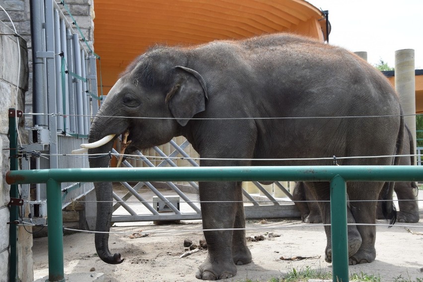 Słoń indyjski. Najwięksi domownicy chorzowskiego zoo