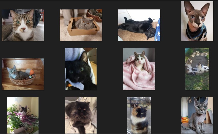 Najcudniejsze koty powiatu bytowskiego mają szansę zostać gwiazdami kalendarza na 2021 rok (zdjęcia)