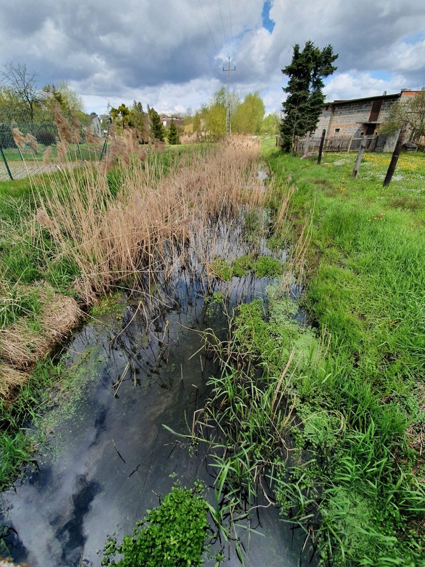 Wody Polskie podejmą się konserwacji rzeki Leśnicy