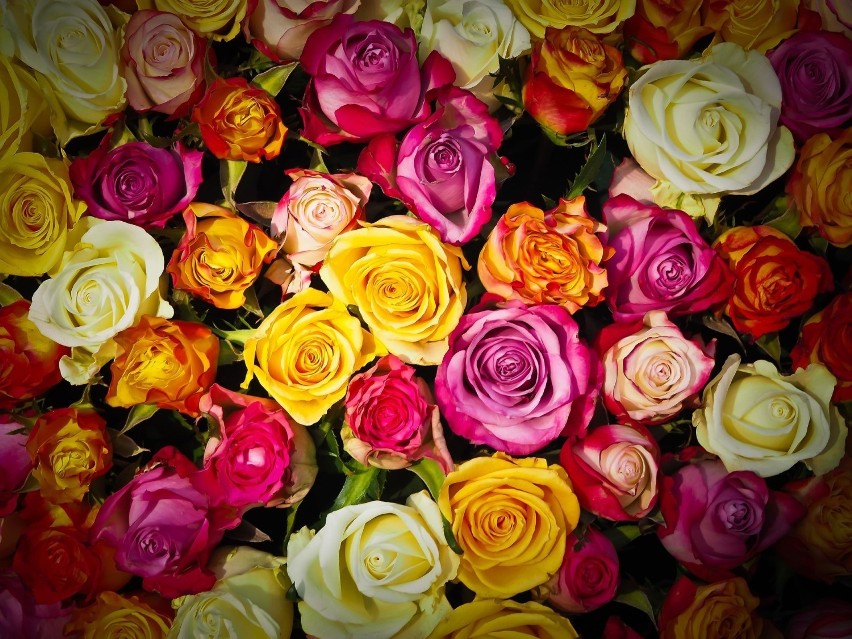 Róża - przez wielu uważana za królową wśród kwiatów....