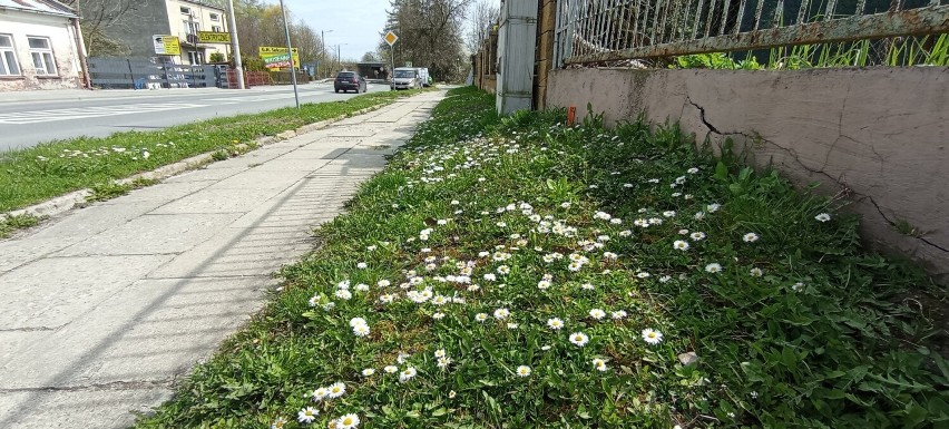 Oto wiosenny Jędrzejów. W mieście kwitną już kwiaty, a drzewa zaczynają się zielenić. Zobacz zdjęcia z wiosny w Jędrzejowie